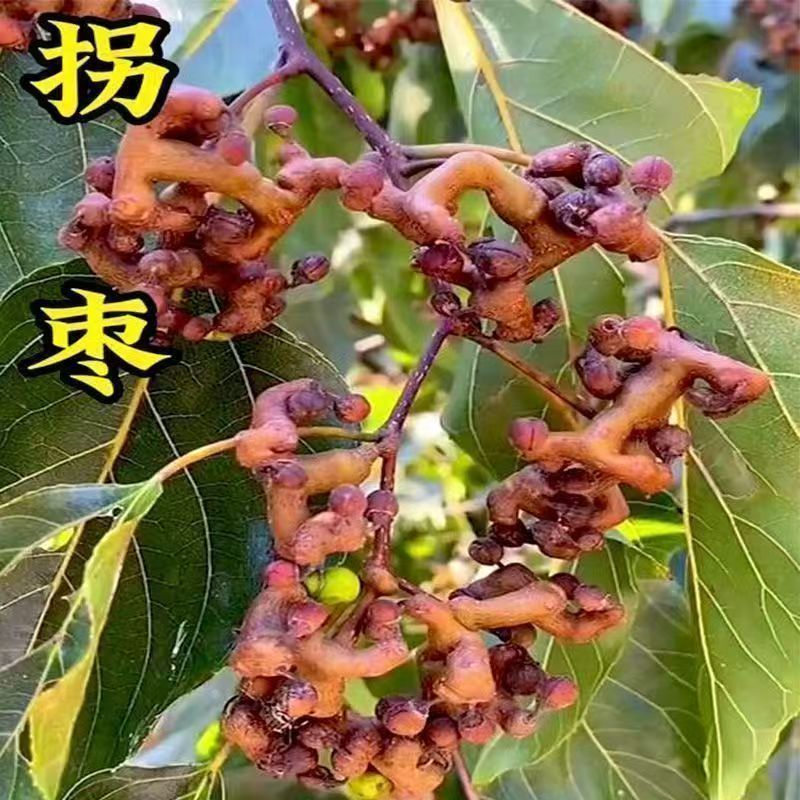 万寿果拐枣树苗，鸡爪莲，金钩梨果树苗南北可种盆栽地栽