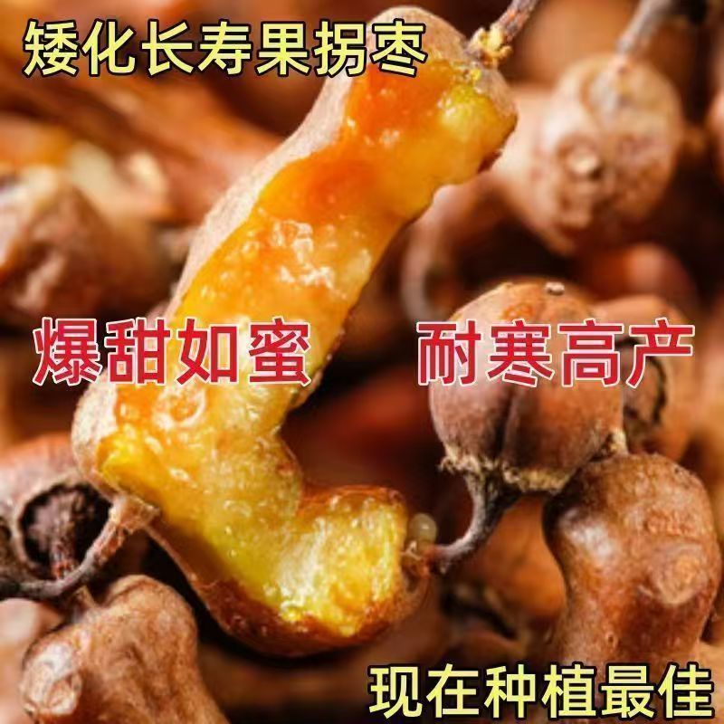 万寿果拐枣树苗，鸡爪莲，金钩梨果树苗南北可种盆栽地栽