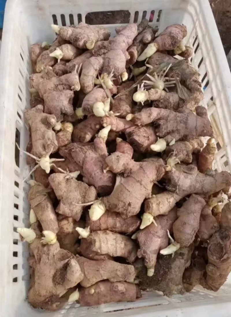 【已催芽/即买即种】大黄姜种/亩产过万/脱毒催芽/包回收