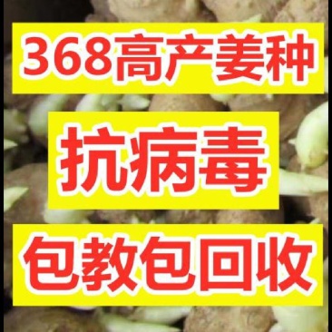 姜种批发【368高产王】基地对接、全程技术跟踪指导