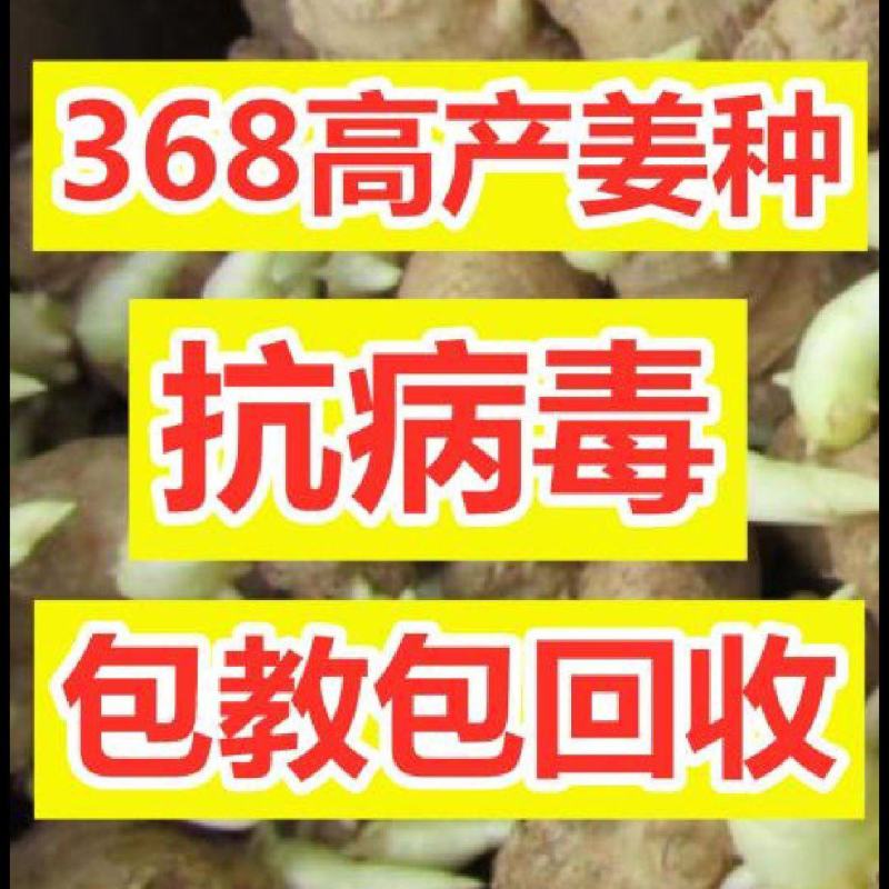姜种批发【368高产王】基地对接、全程技术跟踪指导