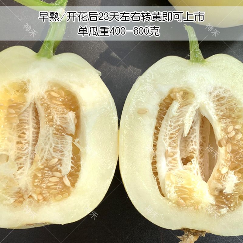奥士亚脆甜10号白皮黄晕薄皮甜瓜种子口感甜大果型