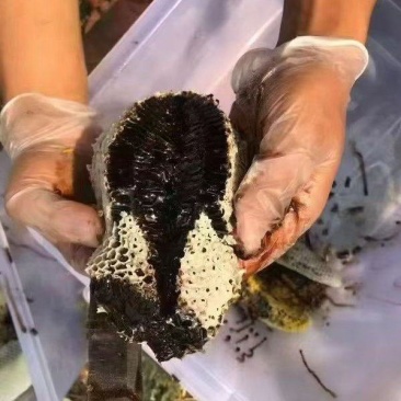 需要土蜂蜜的可以预定了