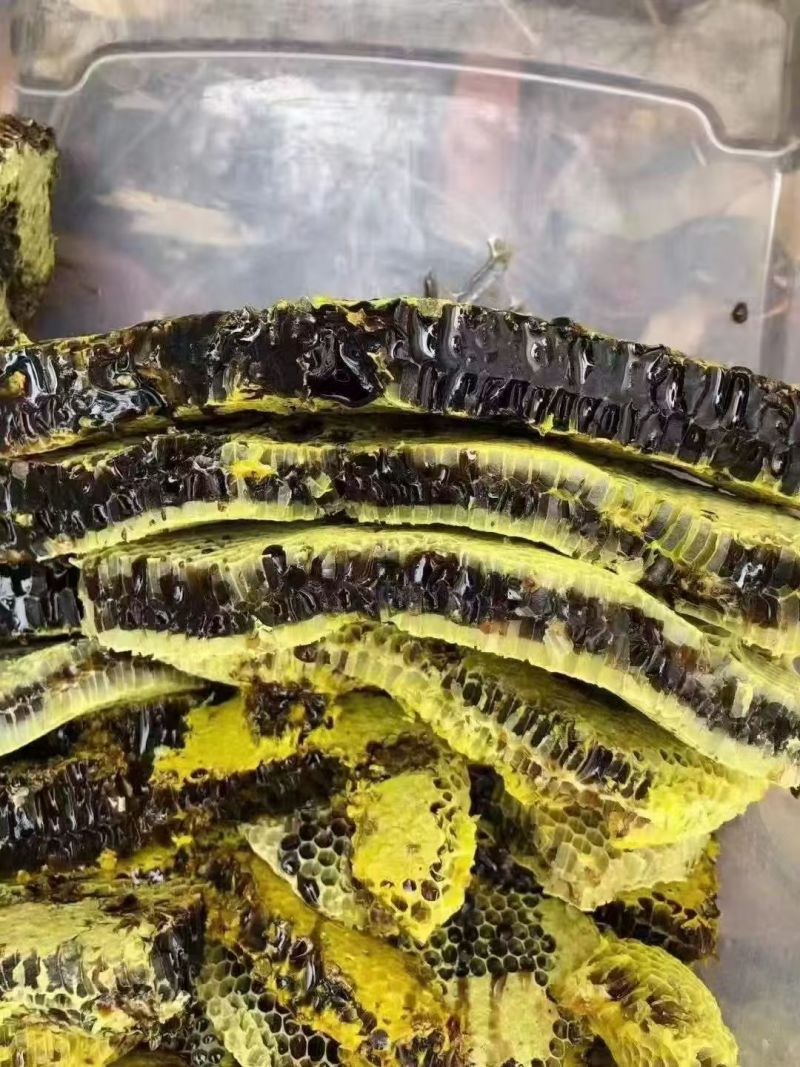需要土蜂蜜的可以预定了