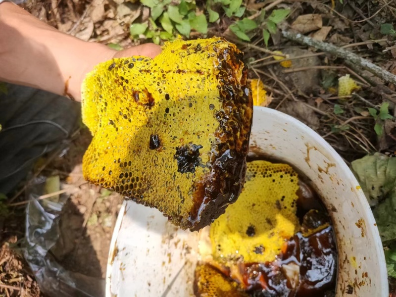 需要土蜂蜜的可以预定了