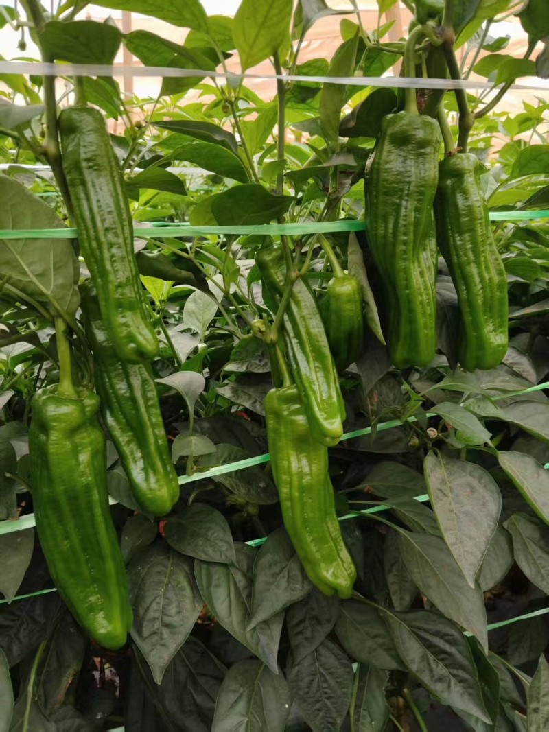 徐闻县精品薄皮椒，芜湖椒，苏椒，泡王，泡椒全国代发。