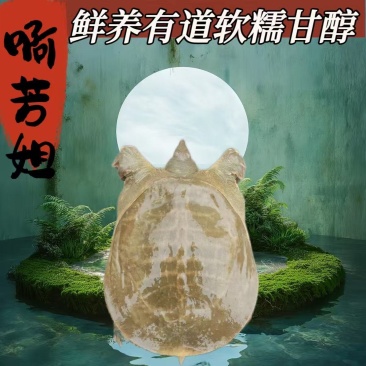 外塘生态老甲鱼