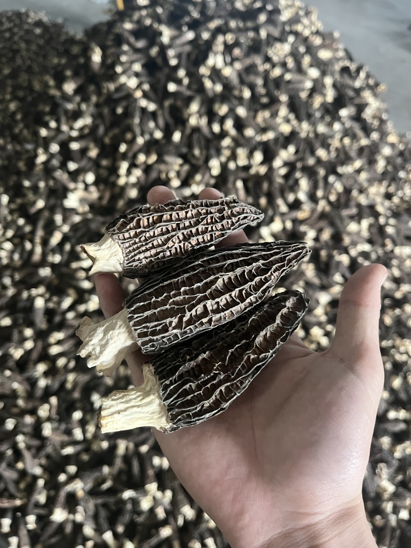 高品质羊肚菌