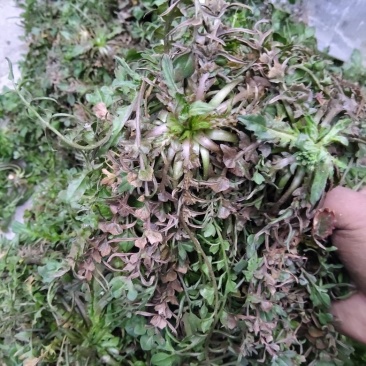 纯野生荠菜，荒地野菜，懂货的来