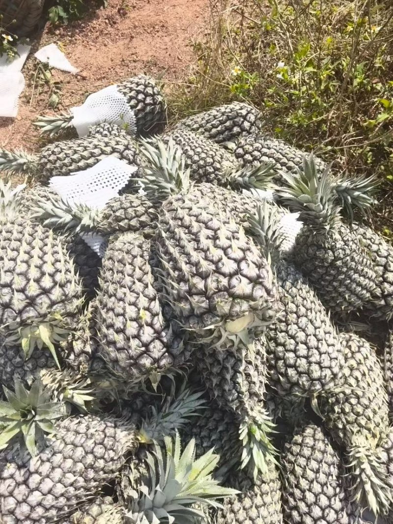 海南金钻凤梨手机号凤梨大量有货市场批发