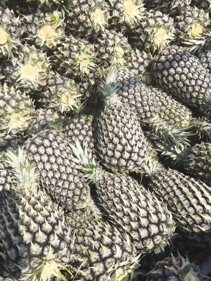 海南金钻凤梨手机号凤梨大量有货市场批发