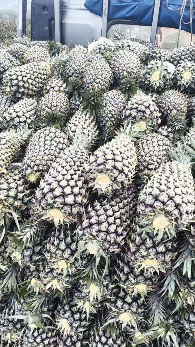 海南金钻凤梨手机号凤梨大量有货市场批发