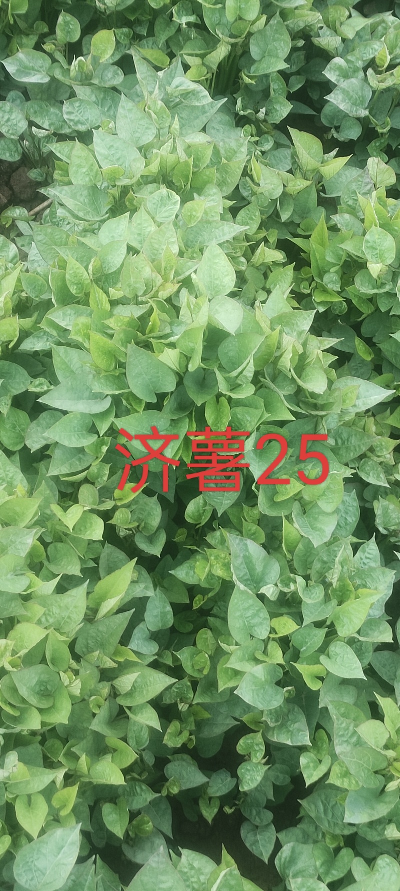 授权基地脱毒红薯苗济薯25，济薯26，蜜薯