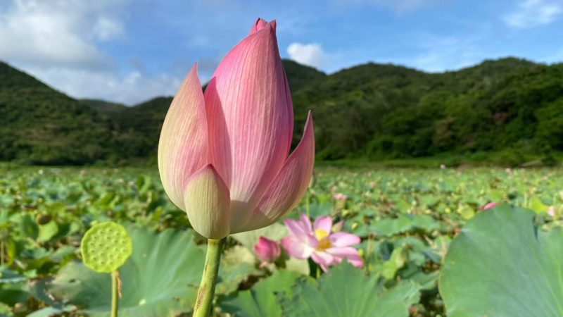 海岛白莲子#生态荷塘#山泉滋养