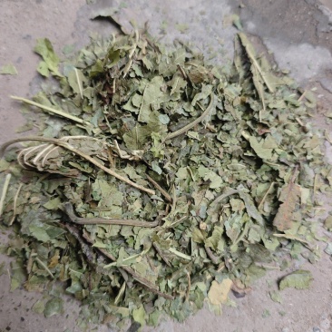 霜桑叶大量供应