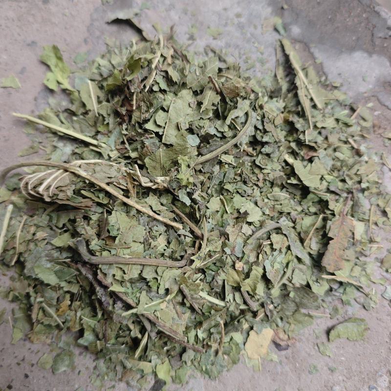 霜桑叶大量供应