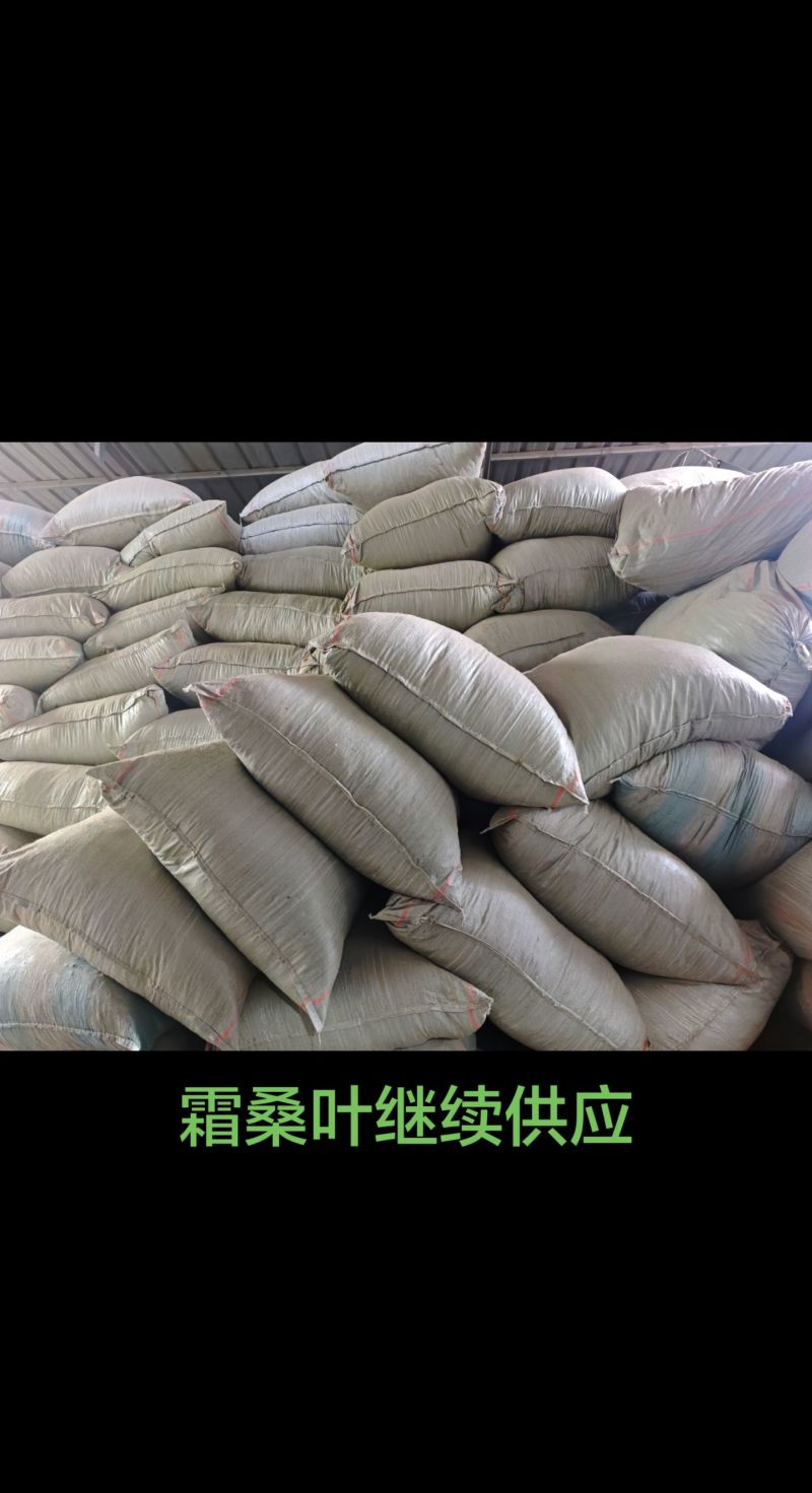 霜桑叶大量供应