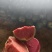 推荐（河南精品无籽8424西瓜）保质保量，供应超市电商