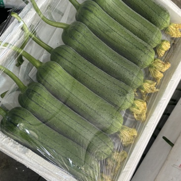 肉丝瓜、皮薄肉厚、清甜、无纤维、早熟、高产、基地直供