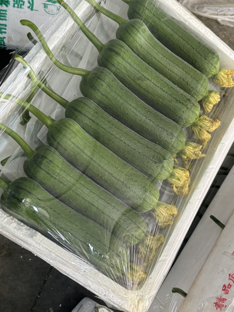 肉丝瓜、皮薄肉厚、清甜、无纤维、早熟、高产、基地直供