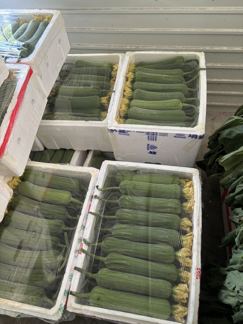 肉丝瓜、皮薄肉厚、清甜、无纤维、早熟、高产、基地直供