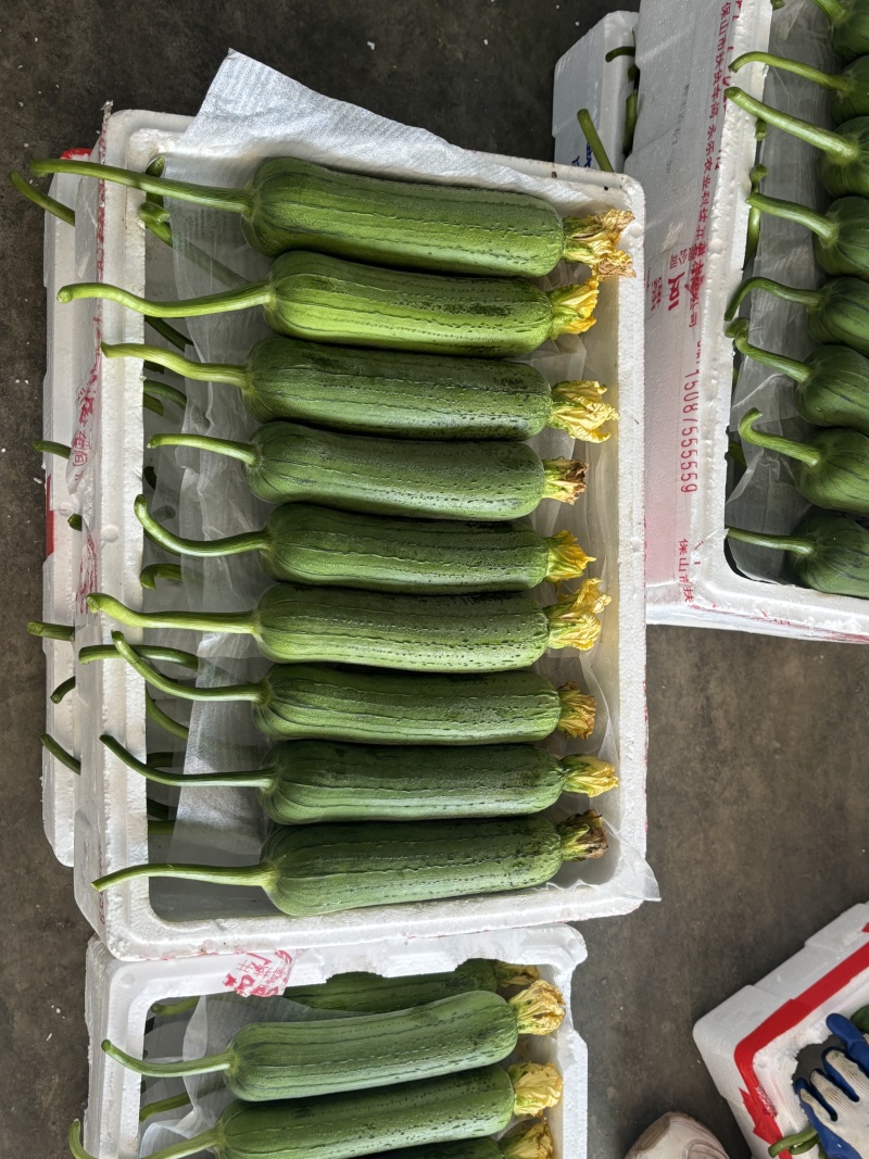 肉丝瓜、皮薄肉厚、清甜、无纤维、早熟、高产、基地直供