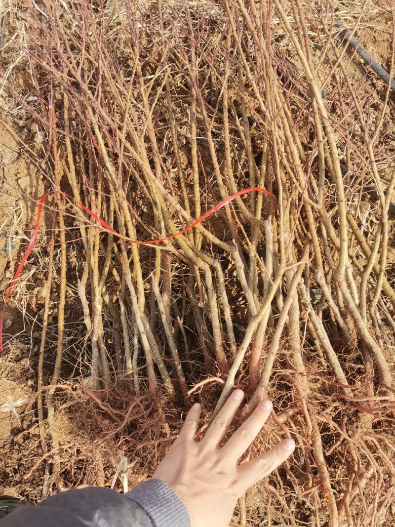 供应珍珠油杏苗，珍珠油杏树苗