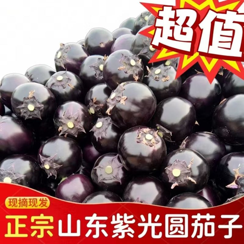 山东紫光圆茄基地直发对接全国量大从优一条龙服务