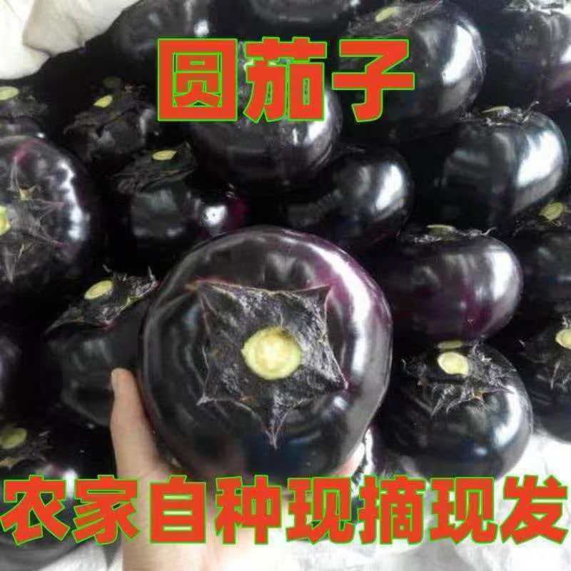 山东紫光圆茄基地直发对接全国量大从优一条龙服务
