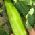 三叶早白菜瓜种子高产白皮瓜菜瓜种农家春夏秋播蔬菜种子清脆