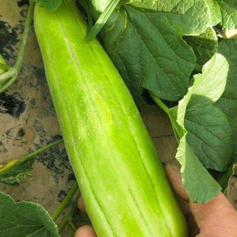 三叶早白菜瓜种子高产白皮瓜菜瓜种农家春夏秋播蔬菜种子清脆
