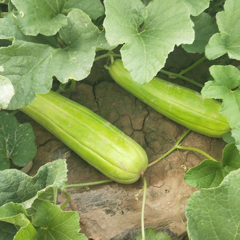 三叶早白菜瓜种子高产白皮瓜菜瓜种农家春夏秋播蔬菜种子清脆