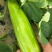 三叶早白菜瓜种子高产白皮瓜菜瓜种农家春夏秋播蔬菜种子清脆