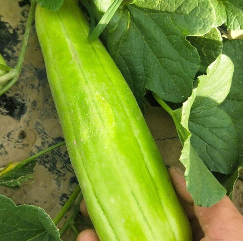 三叶早白菜瓜种子高产白皮瓜菜瓜种农家春夏秋播蔬菜种子清脆