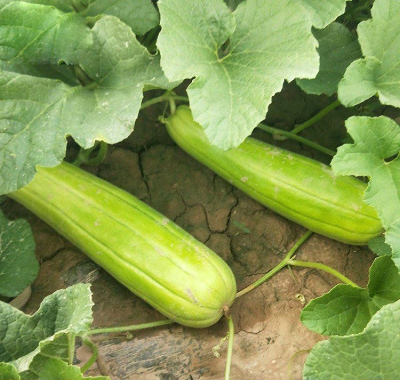 三叶早白菜瓜种子高产白皮瓜菜瓜种农家春夏秋播蔬菜种子清脆