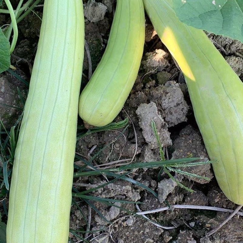 三叶早白菜瓜种子高产白皮瓜菜瓜种农家春夏秋播蔬菜种子清脆