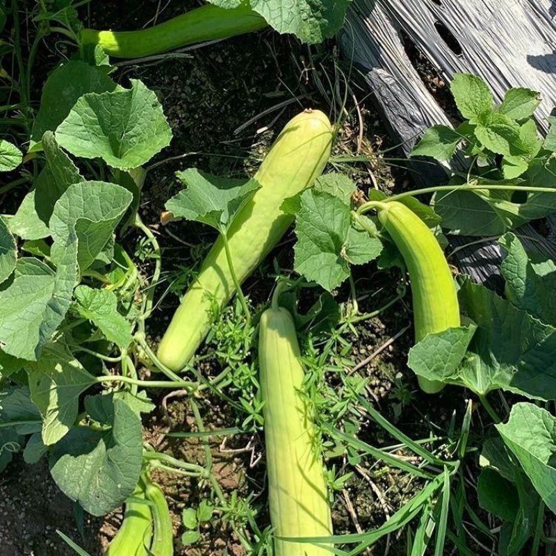 三叶早白菜瓜种子高产白皮瓜菜瓜种农家春夏秋播蔬菜种子清脆