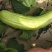三叶早白菜瓜种子高产白皮瓜菜瓜种农家春夏秋播蔬菜种子清脆
