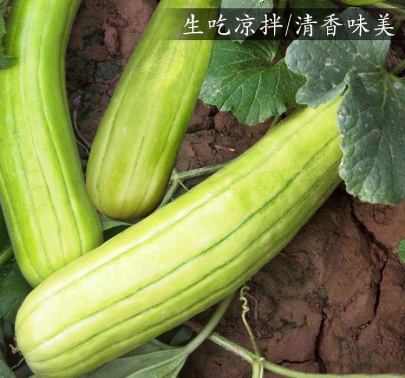 三叶早白菜瓜种子高产白皮瓜菜瓜种农家春夏秋播蔬菜种子清脆