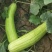 三叶早白菜瓜种子高产白皮瓜菜瓜种农家春夏秋播蔬菜种子清脆
