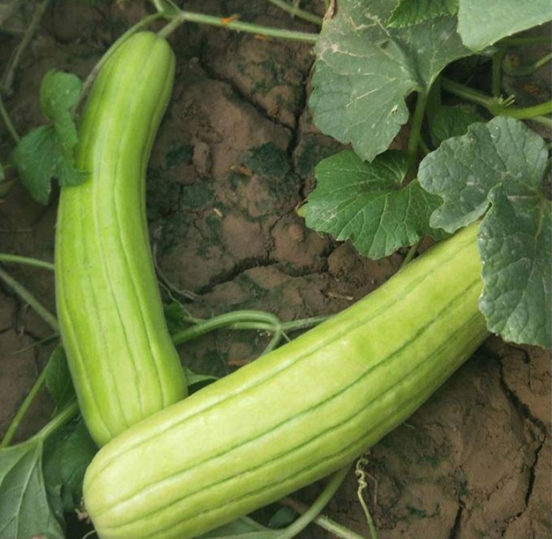 三叶早白菜瓜种子高产白皮瓜菜瓜种农家春夏秋播蔬菜种子清脆