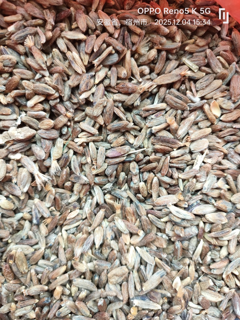 自家产的白术种子.大量现货速发，保质保量欢迎选购