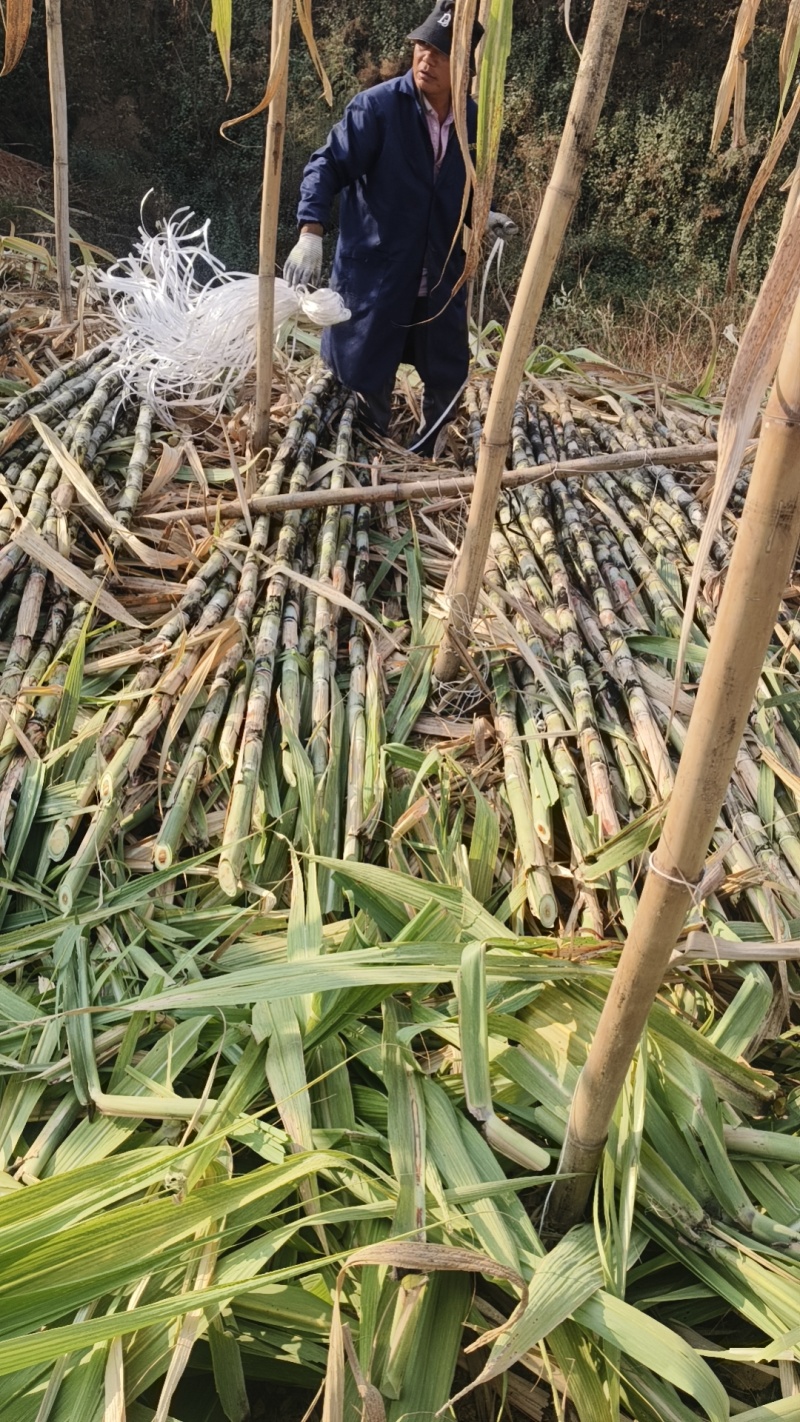 米易青皮甘蔗白龙甘