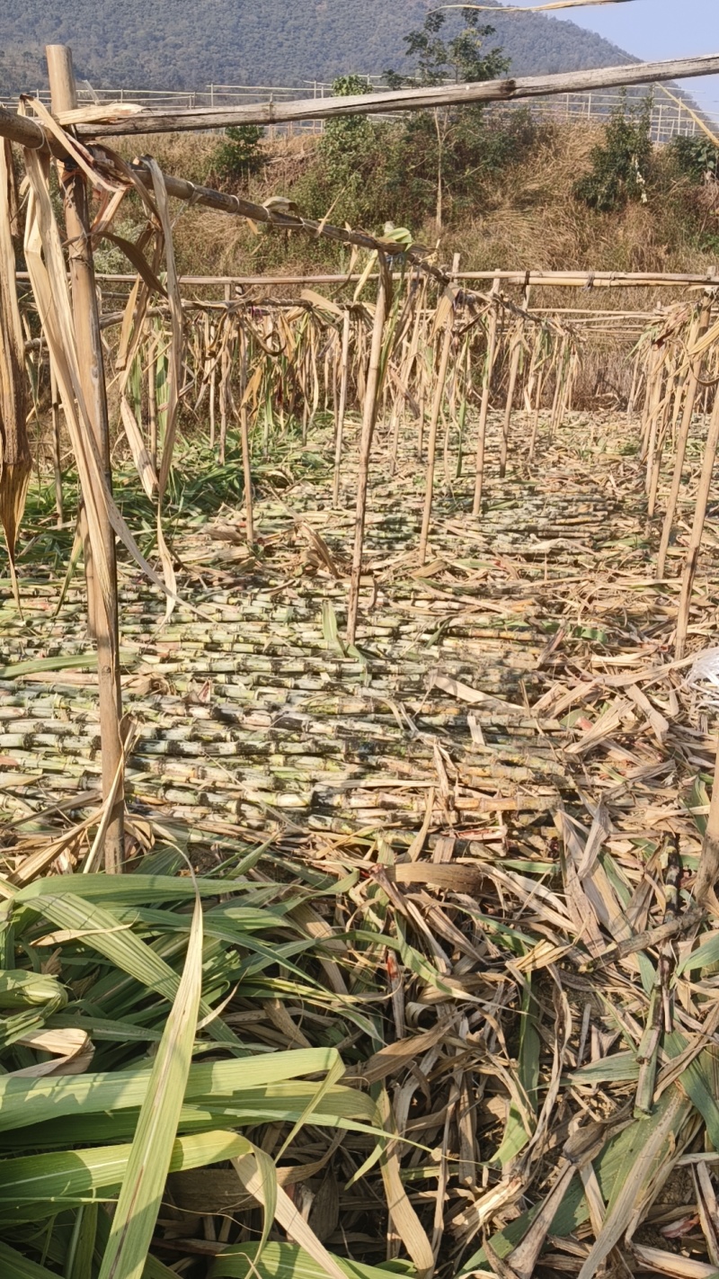 米易青皮甘蔗白龙甘