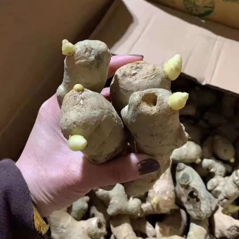 【姜种批发/已脱毒催芽】大/二黄姜种/山农一号/包技术