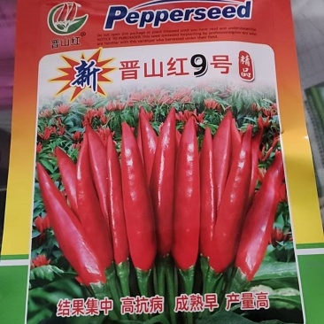 三英辣椒种子/大果早熟易脱水不花水不易裂果/诚信经营
