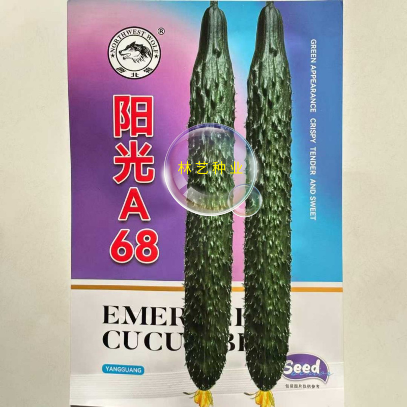 阳光A68黄瓜种子油亮短把绿肉中熟高产耐热露地专用蔬菜