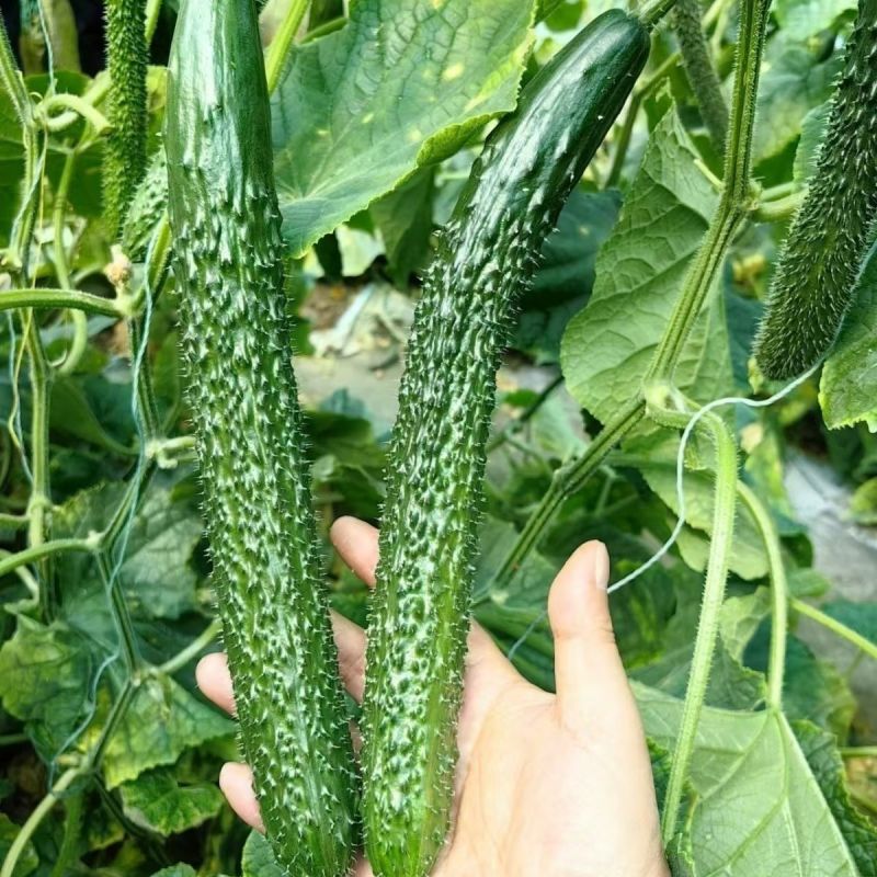 阳光A68黄瓜种子油亮短把绿肉中熟高产耐热露地专用蔬菜