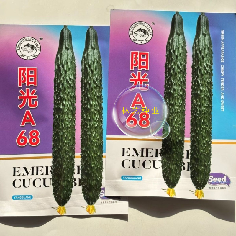 阳光A68黄瓜种子油亮短把绿肉中熟高产耐热露地专用蔬菜