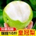 梨子头茬皇冠梨新鲜梨子当季现摘新鲜水果脆甜皮薄多汁整箱皇